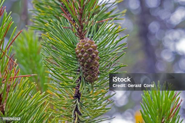 Biskop Pine Pinus Muricata Mendocino County I Kalifornien-foton och fler bilder på Barr