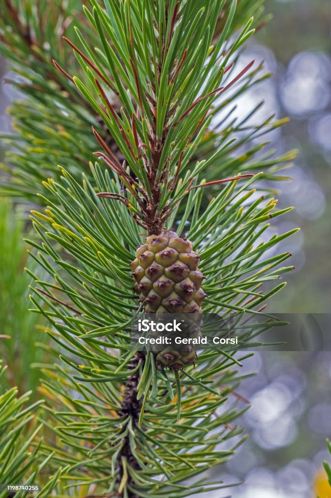 The bishop pine, Pinus muricata, Mendocino County in California The bishop pine, Pinus muricata, is a pine with a very restricted range: mostly in California California Stock Photo