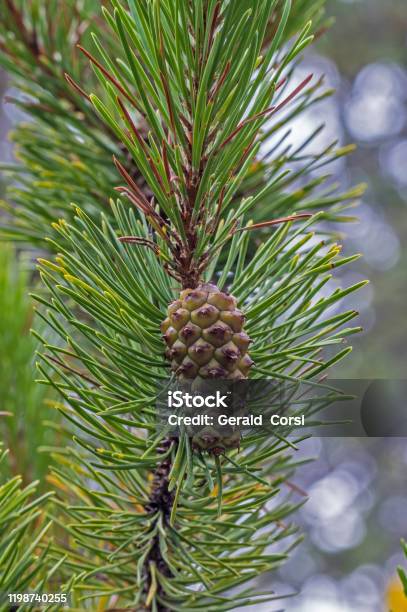 The Bishop Pine Pinus Muricata Mendocino County In California Stock Photo - Download Image Now