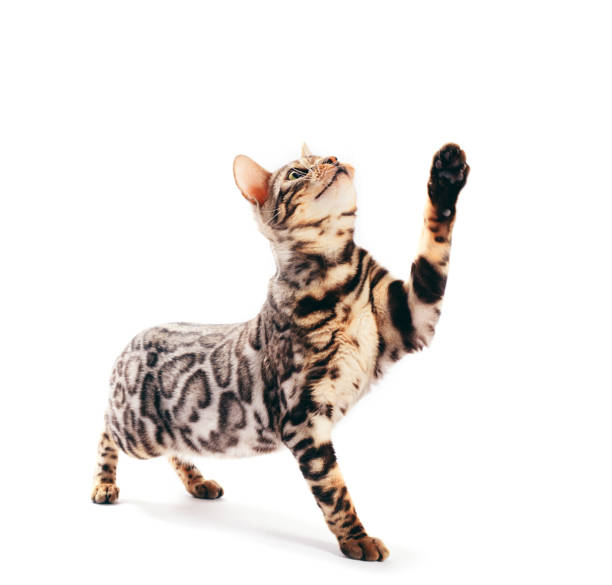 istock Bengal cat scratching with his paw and looking up, isolated on white 1198740393