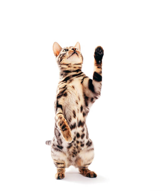 istock Bengal cat standing and scratching with his paw, isolated on white 1198740394