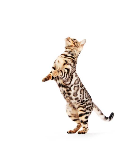 istock Bengal cat standing as if asking or begging, isolated on white 1198740402