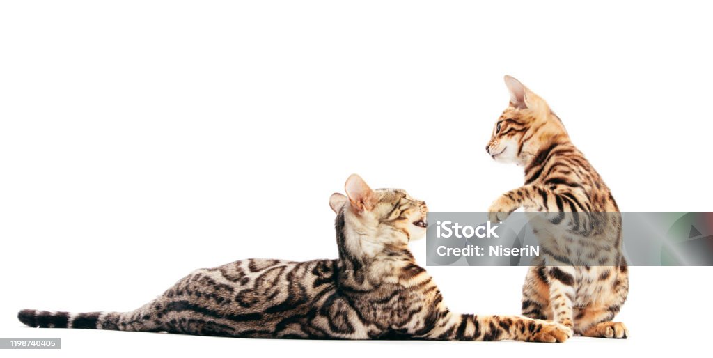 Dua Kucing Bengal Bermain Bersama Terisolasi Di Atas Putih Foto Stok