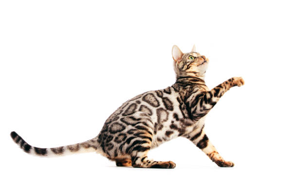 istock Bengal cat scratching with his paw and looking up, isolated on white 1198740406