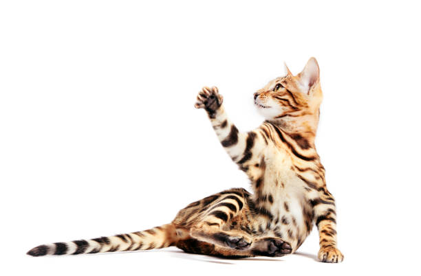 istock Bengal cat scratching with his paw and looking up, isolated on white 1198740409