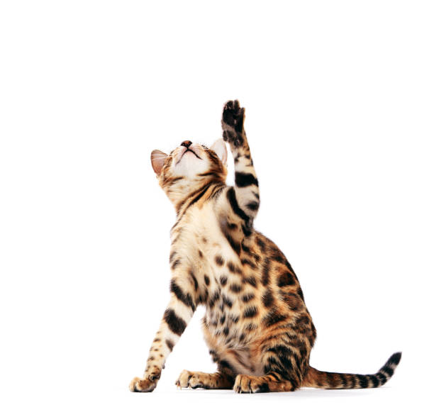 istock Bengal cat scratching with his paw and looking up, isolated on white 1198740413
