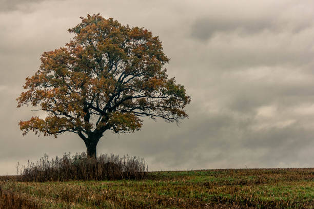 Autumn scene of single oak tree in crop field in Latvia.