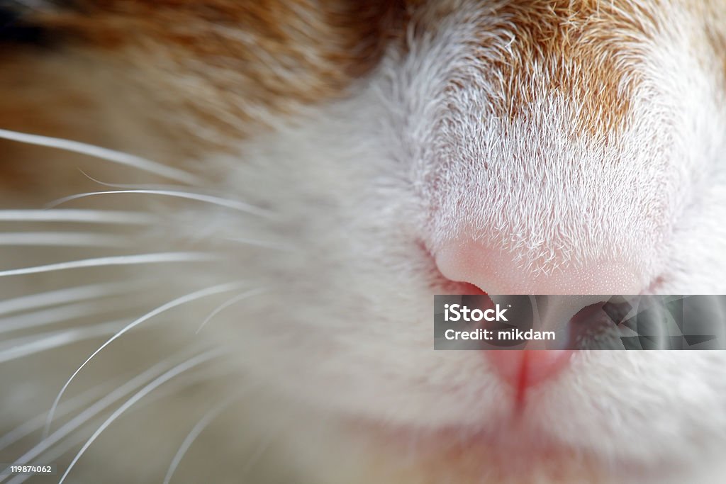 Cat Nose  Animal Stock Photo