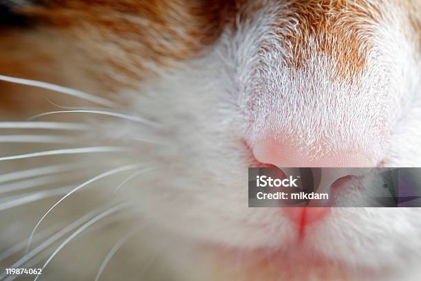Cat Nose Stock Photo - Download Image Now - Animal, Animal Nose, Close-up