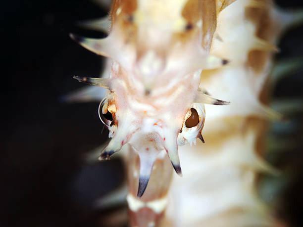 istock Sea Horse Eyes 119874092