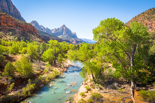 Zion National Park scenery with famous Virgin river and The Watchman mountain peak in the background on a beautiful sunny day with blue sky in summer, Utah, USA