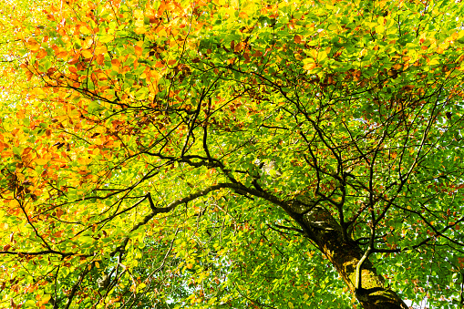Under the tree in autumn season time