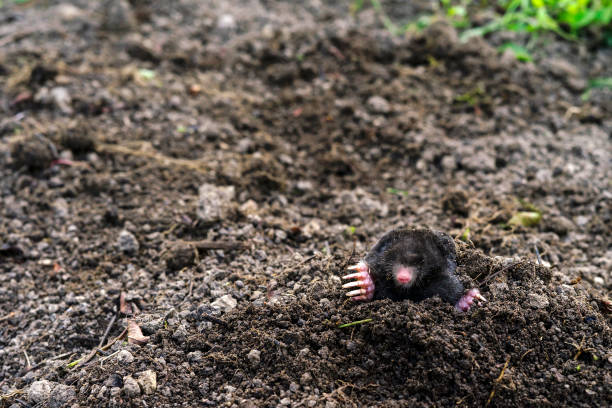 istock Mole sticking out of earth 1198742195