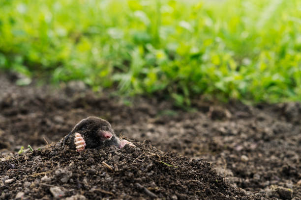 istock mole sticking out of earth. 1198742197
