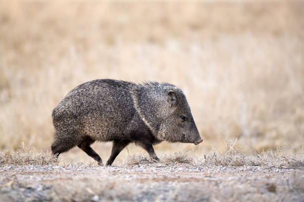 javelina zu fuß auf bauernhof straße - nabelschwein stock-fotos und bilder