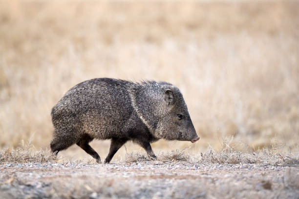 Javelina walking on farm road Javelina walking on farm road in Bosque del apache national wild life refuge javelina stock pictures, royalty-free photos & images