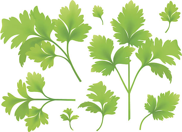 ilustrações de stock, clip art, desenhos animados e ícones de sucursais e folhas de salsa - cilantro parsley spice white background