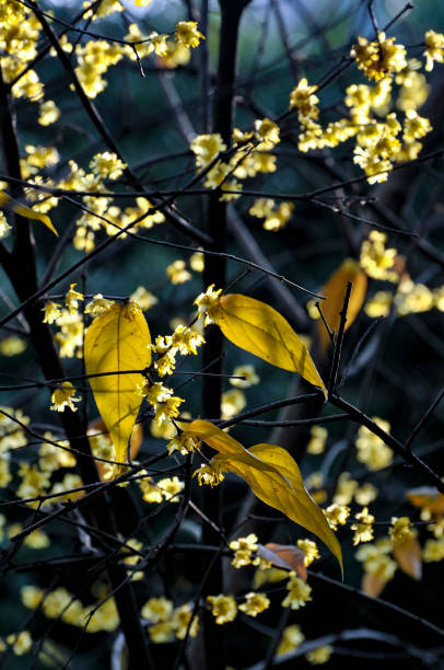 istock Wax plum flower in sunlight 1198754829