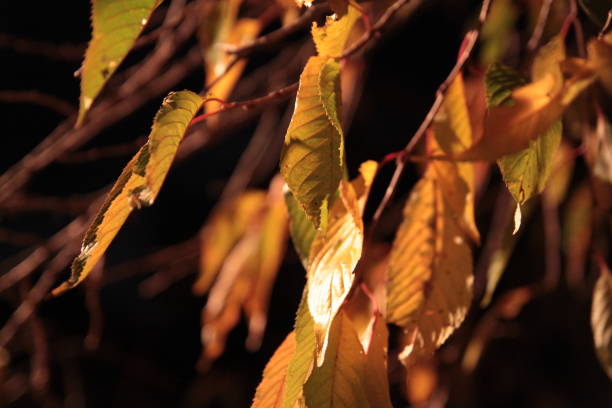 istock Leaves illuminated by streetlight 1198755014