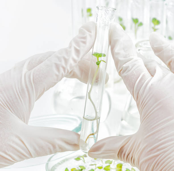 koncepcja: klonowanie roślin w laboratorium - nature scientist petri dish science zdjęcia i obrazy z banku zdjęć