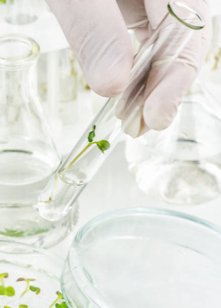 istock Cloned plant in the laboratory 1198755082