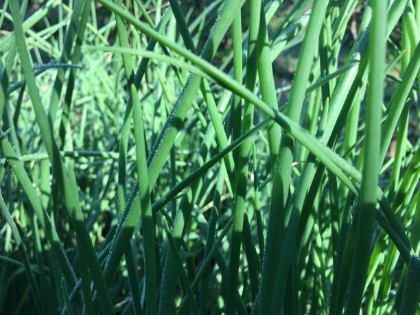 istock Spring onion in the garden 1198756061