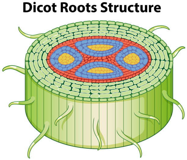 Diagram showing dicot roots structure Diagram showing dicot roots structure illustration T.S of Dicot Stem 2D Model for classrooms stock illustrations