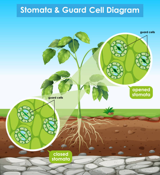 Diagram showing stomata and guard cell Diagram showing stomata and guard cell illustration stomata stock illustrations