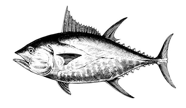 Tuna bluefin, fish collection Tuna bluefin, fish collection. Healthy lifestyle, delicious food. Hand-drawn images, black and white graphics. saltwater fish stock illustrations