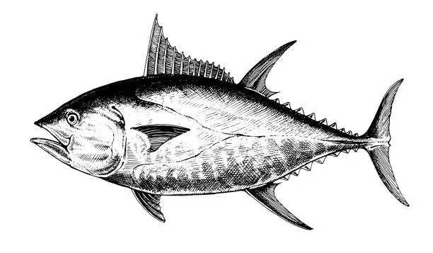 Vector illustration of Tuna bluefin, fish collection