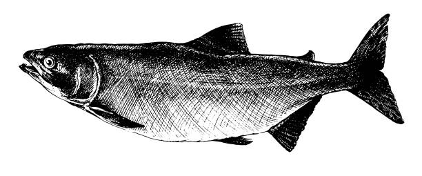 연어, 생선 컬렉션 - freshness fish food seafood stock illustrations