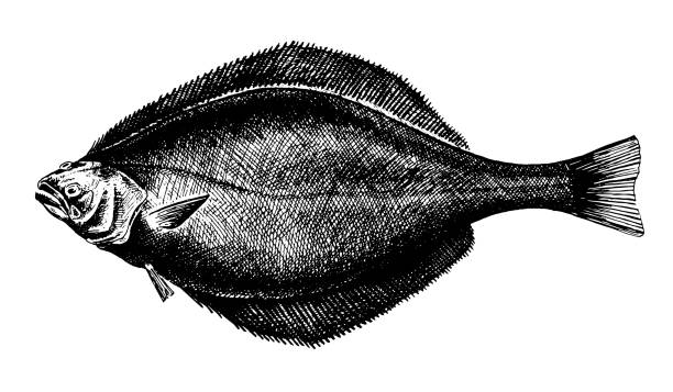 파란 목이 있는 넙치, 생선 컬렉션 - freshness fish food seafood stock illustrations