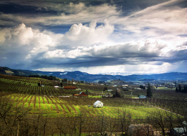 Clouds over Hood River Orchards, Taken in Spring The Hood River Valley in early spring before the leaves were on the trees. The clouds were dramatic. Mount Hood, partly obscured, is in the background.
Camera: Hasselblad 500CM
Lens: 50mm Carl Zeiss
Film: Fuji Velvia 100 oregon barn farm mt hood stock pictures, royalty-free photos & images