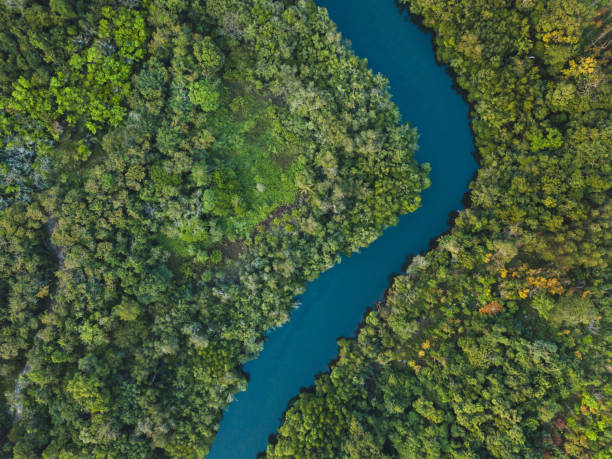 istock jungle forest aerial landscape, winding river view from above 1198768145