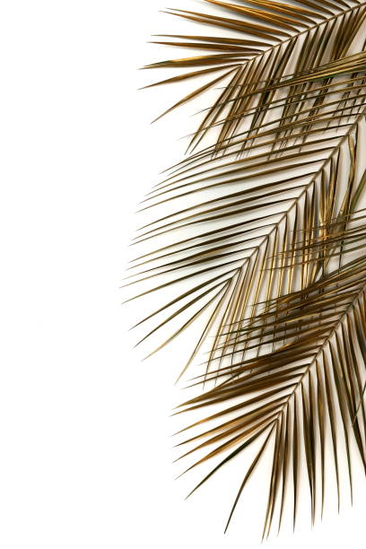 istock Gold palm leaves plant pattern frame isolated on a white background. top view. copy space. abstract. 1198768299