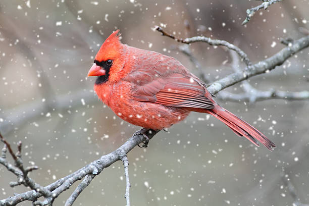 cardinal em uma tempestade de neve - cardeal do norte - fotografias e filmes do acervo