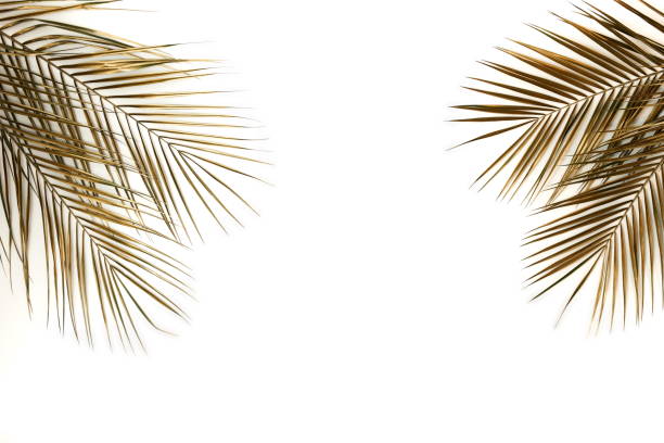 istock Gold palm leaves plant pattern frame isolated on a white background. top view. copy space. abstract. 1198769185