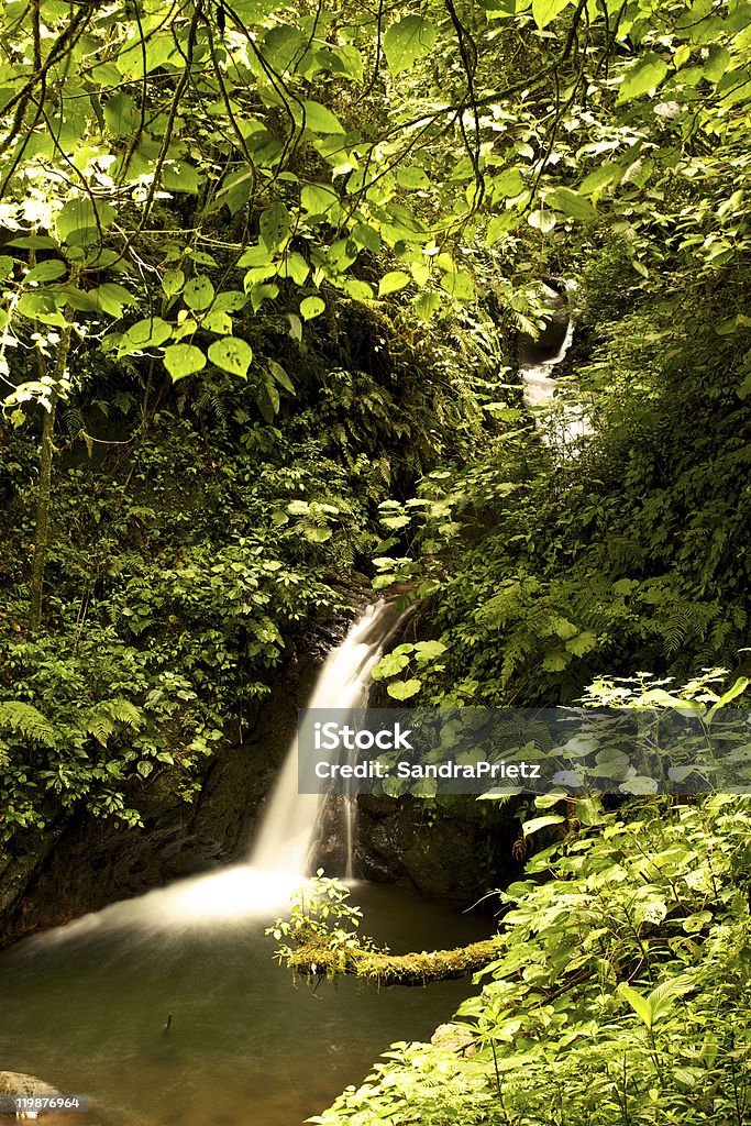 Cachoeira Natural na floresta tropical da América Central - Foto de stock de Beleza natural - Natureza royalty-free