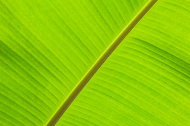 istock Green banana leaf tropical palm foliage texture background. 1198770839