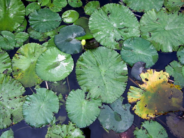 istock Water lillies 1198772660