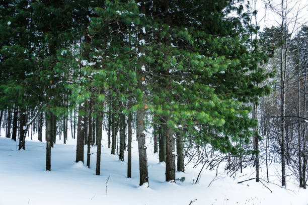 MS heavily snow flocked trees in the Catskill mountains