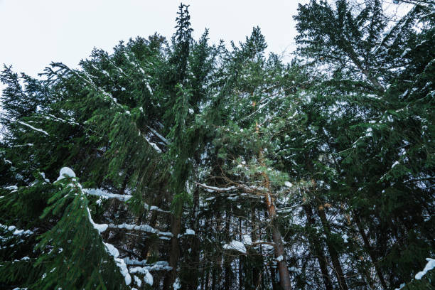 Beautiful winter in pine forest. Winter lanscape.