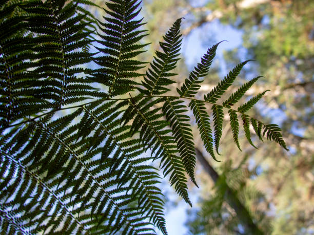 istock Close up of fern leaf 1198774322