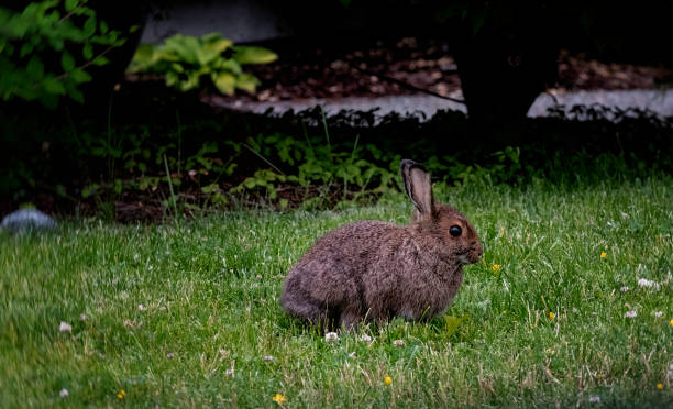 istock Wild hare sitting on green grass with building in background. 1198775219