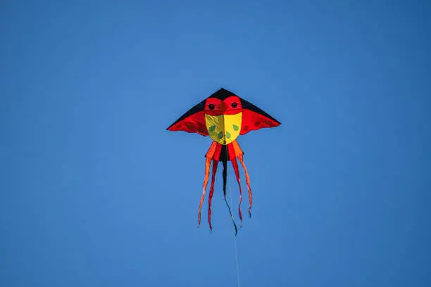 Photo of kite on the blue sky.