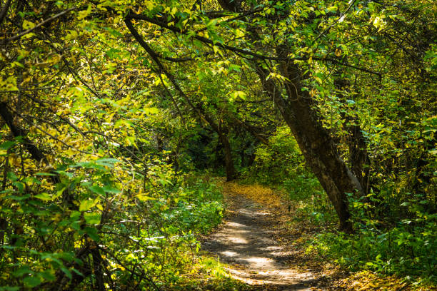 istock Road through beautiful and wild forest. Autumn landscape. 1198775463