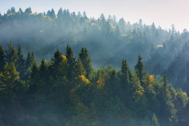 istock Colorful forest in the mountains with rays of light 1198776327