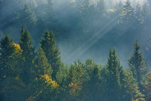 Surreal horizontal shot of mountains with its colorful forest in Romania, sunshine, rays of light