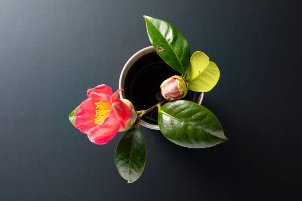 A gorgeous red flower that tells spring. Camellia displayed on celebration day and New Year. Decorated in a vase. stock photo