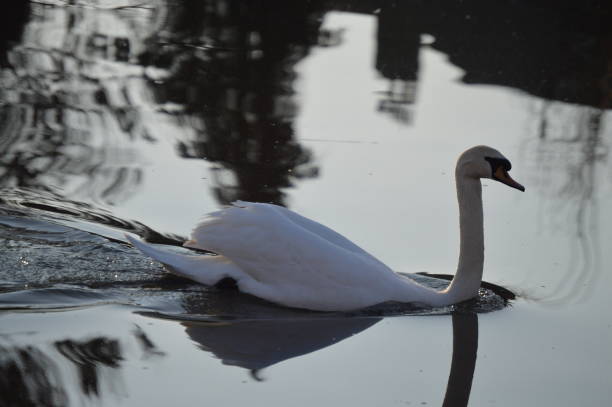 istock Goose walking on a river, pond or lake in spring 1198778007